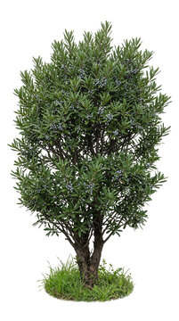 Pacific Wax Myrtle Bush Realistic Image Isolated on Transparent Background for Coastal Landscaping