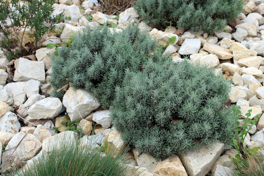 Santolina chamaecyparissus 'Lambrook Silver' - Santoline petit cypr&egrave;s