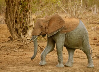 Fototapeta premium Young African Elephant Walking in Dry Savannah