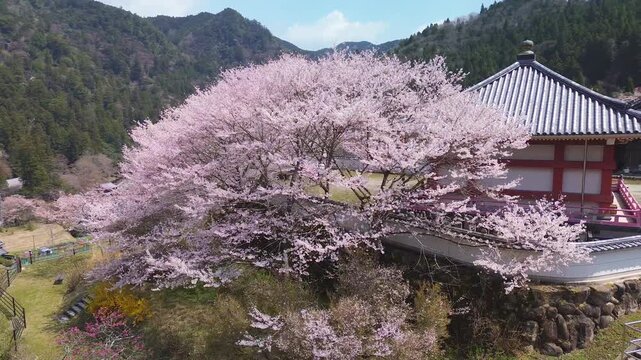 Aerial view of large white cherry blossom trees in full bloom next to a small Buddhist temple, surrounded by mountains, Murou Park, in the countryside of Uda, Nara, Japan. 
Cherry Blossom in Japan