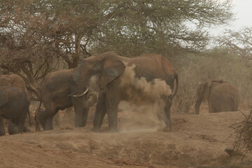 Fototapeta premium African Elephant blowing dust from trunk in savanna