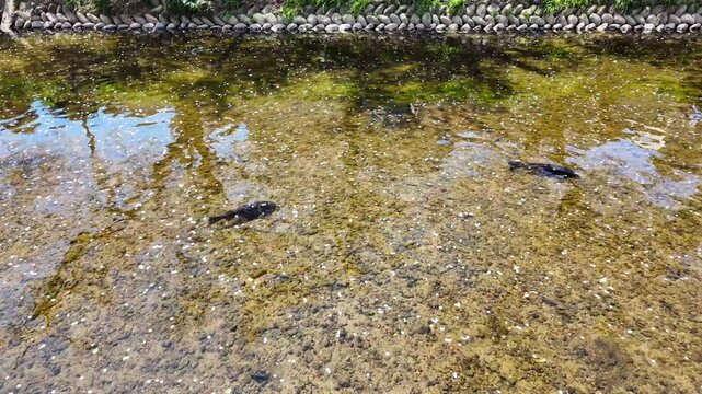 Giant carp swimming in the clear Gojo River, with hundreds of white cherry blossom petals floating on the surface, on a sunny spring day, Iwakura, Japan.