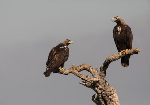 Spanish imperial eagle perched on branch in Extremadura, Spain