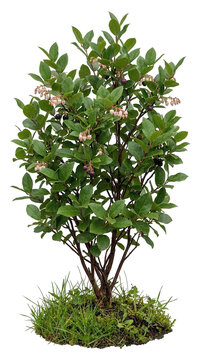 Salal Shrub Realistic Image Isolated on Transparent Background for Pacific Northwest Landscapes