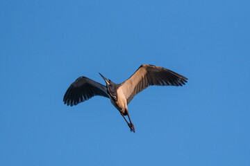 Black-Crowned Night Heron Flying Against Blue Sky