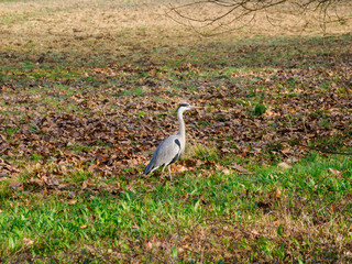 A grey heron in the Monza park, Italy, at March
