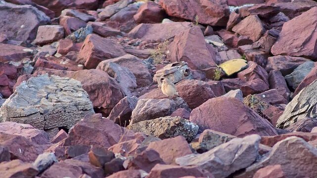 Northern Wheatear Resting in Golden Sunset Light &mdash; A Quiet Moment of Instinct in the Wild
