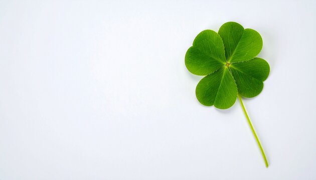 Real four leaf clover for luck on white background, St Patrick's Day icon with blank space