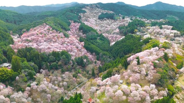 Aerial view of Mount Yoshino, Nakasenbon, covered with hundreds of colorful cherry blossom trees in full bloom, in soft morning light, zoom in, sakura season in spring, Nara, Japan.