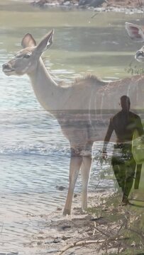 Vertical video: Antelope drinking water, scanning while faint park guide walking bank with hat, bag