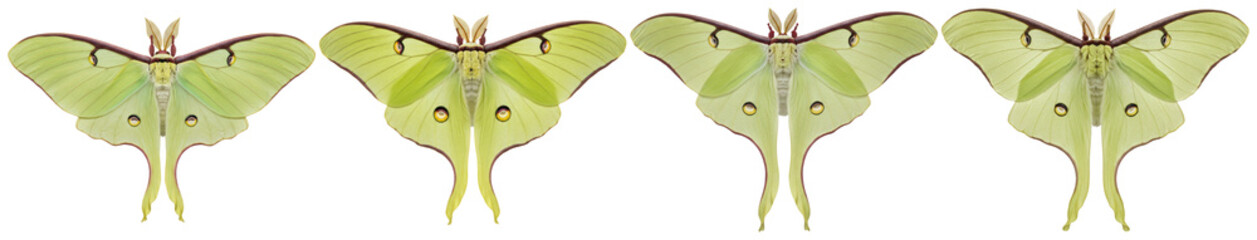 Stunning Actias luna moths with their distinctive pale green wings and long tails, gracefully isolated on transparent. © PlantAndFlowerPNG