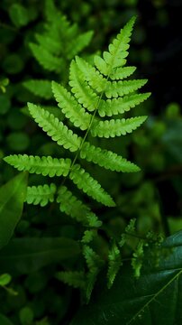 Lush green fern leaf in tropical forest, Nature and Wellness background
