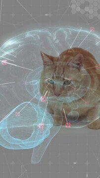 Vertical video: AR brain activating ginger cat lifting paw and turning head mapping brain