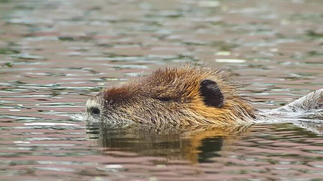 Nutria Gliding Through Quiet Water at Sunset &mdash; A Peaceful Moment of Adaptation and Survival