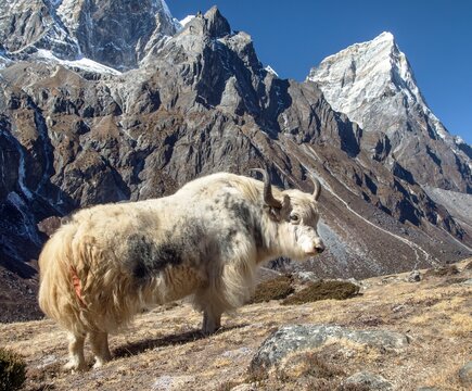 white yak or dzo in latin Bos mutus grunniens