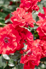 Fototapeta premium Red Corsair is a shrub rose with beautiful red flowers.