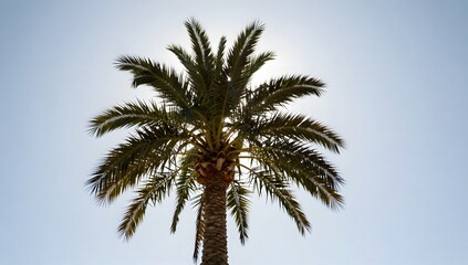 Obraz premium Isolated palm tree silhouette against a bright blue sky on a sunny day in summer