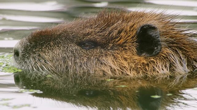 Nutria Gliding Through Quiet Water at Sunset &mdash; A Peaceful Moment of Adaptation and Survival
