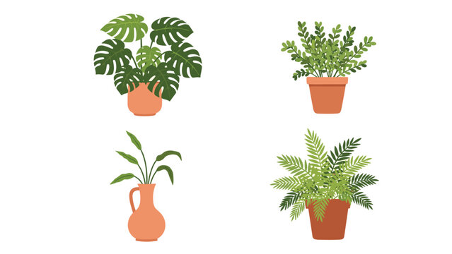 Collection of indoor green plants in terracotta pots including monstera and fern for botanical home decor and gardening.