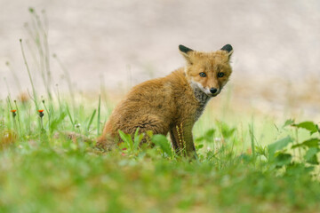 Fototapeta premium Red fox cub sitting in grassland in Hokkaido, Japan