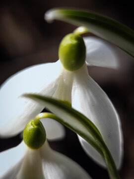 Snowdrop flowers close up in natural sunlight, early spring bloom