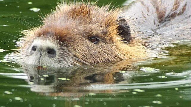 Nutria Gliding Through Quiet Water at Sunset &mdash; A Peaceful Moment of Adaptation and Survival