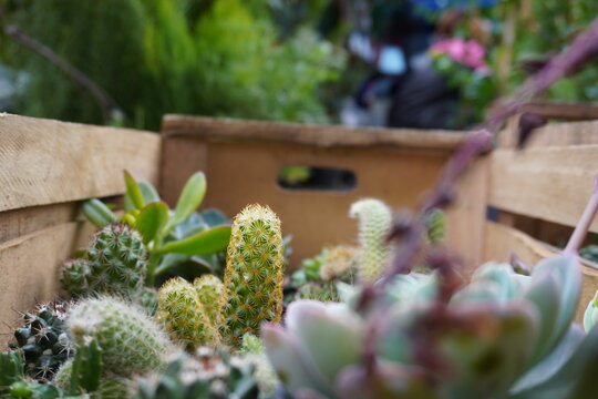 Assorted Cactus and Succulent Plants in Wooden Crate, Natural Garden Background