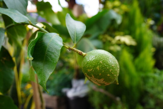 Green citrus fruit growing on tree branch in garden, macro close-up
