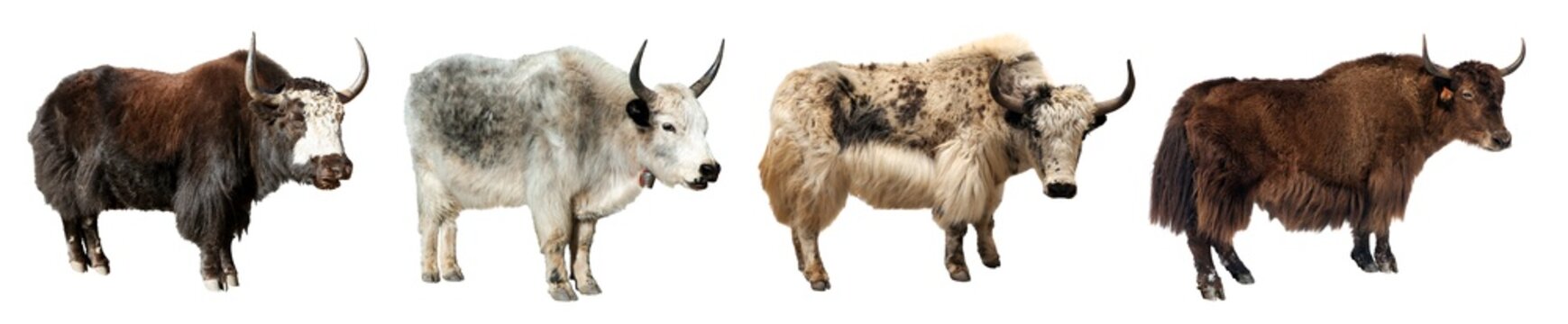 Yak four different yaks isolated Bos mutus grunniens