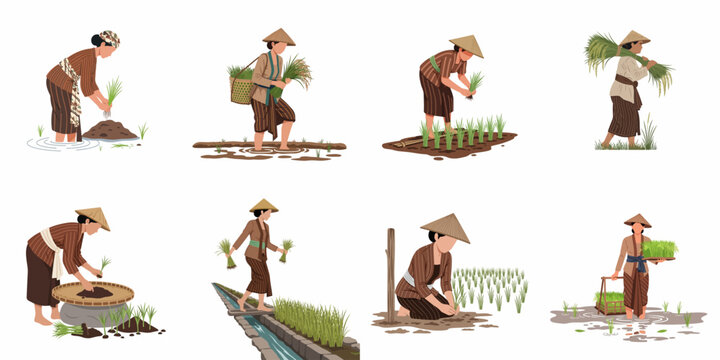 Set of illustrations featuring Indonesian female farmers in traditional attire engaged in various stages of rice cultivation and paddy field work.