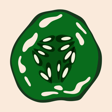 Cucumber round slice with seeds. Fresh green vegetable, abstract cartoon flat organic farming product, healthy diet nutrition concept. Vector isolated illustration