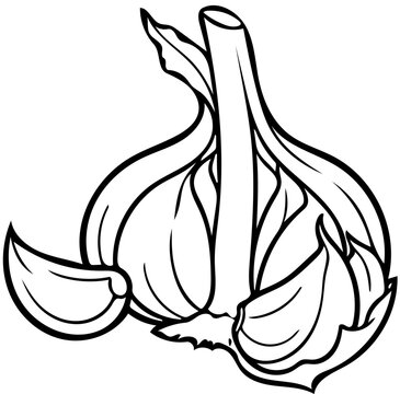 Outline, Line Art, Illustration einer ge&ouml;ffneten Knoblauch Knolle mit Blick auf die einzelnen Zehen. Ideal f&uuml;r K&uuml;chendekoration oder Ausmalbilder. 