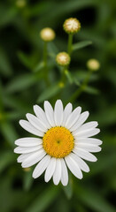 Fototapeta premium Close-up of white daisy with yellow center, presented against green blur background, representing freshness, purity and natural simplicity