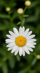Fototapeta premium Close-up of a white daisy with a yellow center against a blurred green backdrop, symbolizing simplicity, purity and natural beauty, botanical concepts