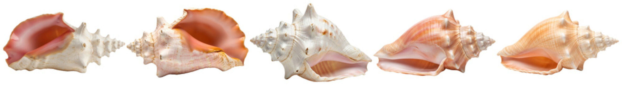 Collection of five different beautiful sea shells, showcasing intricate details on transparent background.