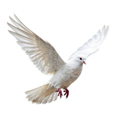 Fototapeta premium Beautiful white dove spreads its wings and soars through the air gracefully