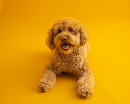Horizontal view of adorable ginger mini Goldendoodle with mouth open lying down on seamless orange background, Quebec City, Quebec, Canada