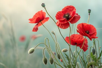 Naklejka premium Red Poppy Flowers Field