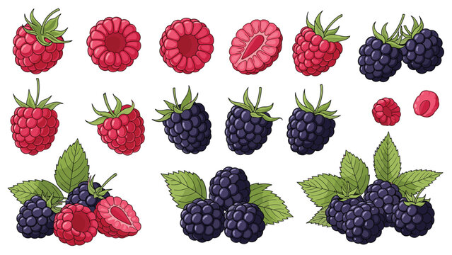 Detailed collection of raspberries and blackberries in various forms including whole berries, halves, and clusters with green leaves.