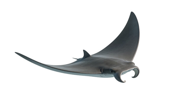 Manta ray swimming isolated on white background, full body side view