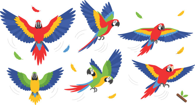 Flying macaw parrot set with colorful wings spread, tropical exotic birds in flight cartoon style vector illustration collection