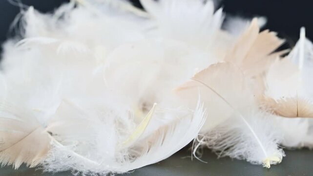 swan fluff on a black background