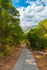 Obraz premium a cozy walking path in the park among trees and forested mountains