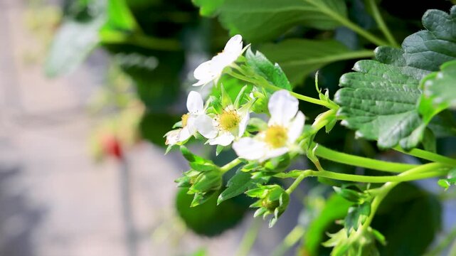 風に揺れるいちご：ビニールハウスの高設栽培と春の光（4K）