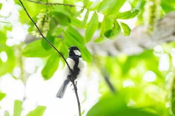 Japanese Tit in Fresh Green Forest in Early Summer