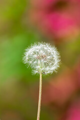 Obraz premium Dandelion Seed Head Close Up with Pink Flower Bokeh Background