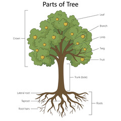 tree showing labeled parts including roots, trunk, branches, leaves, crown and fruit for biology learning diagram hand drawn schematic raster. Science educational illustration © Oleksandr Pokusai