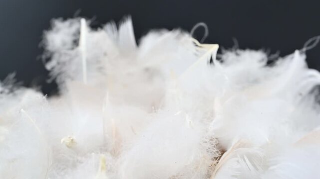swan fluff on a black background