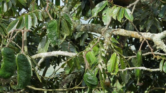 Detailed view of lush green Guama plants basking in sunlight. Captured in stunning clarity, showing vibrant leaves and pods. Perfect for botanical studies and nature enthusiasts.