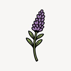 Fototapeta premium Purple lavender flower illustration.